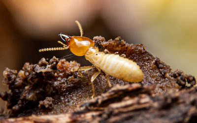 Identifying Termite Species
