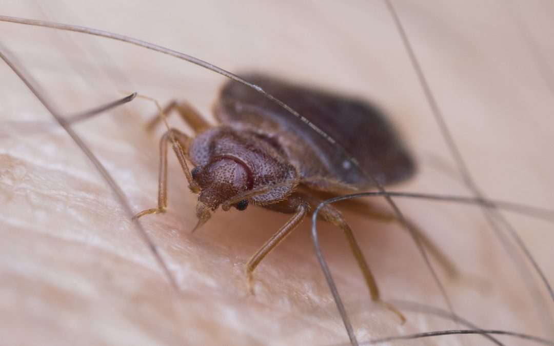 Don’t let the bed bugs bite in your home