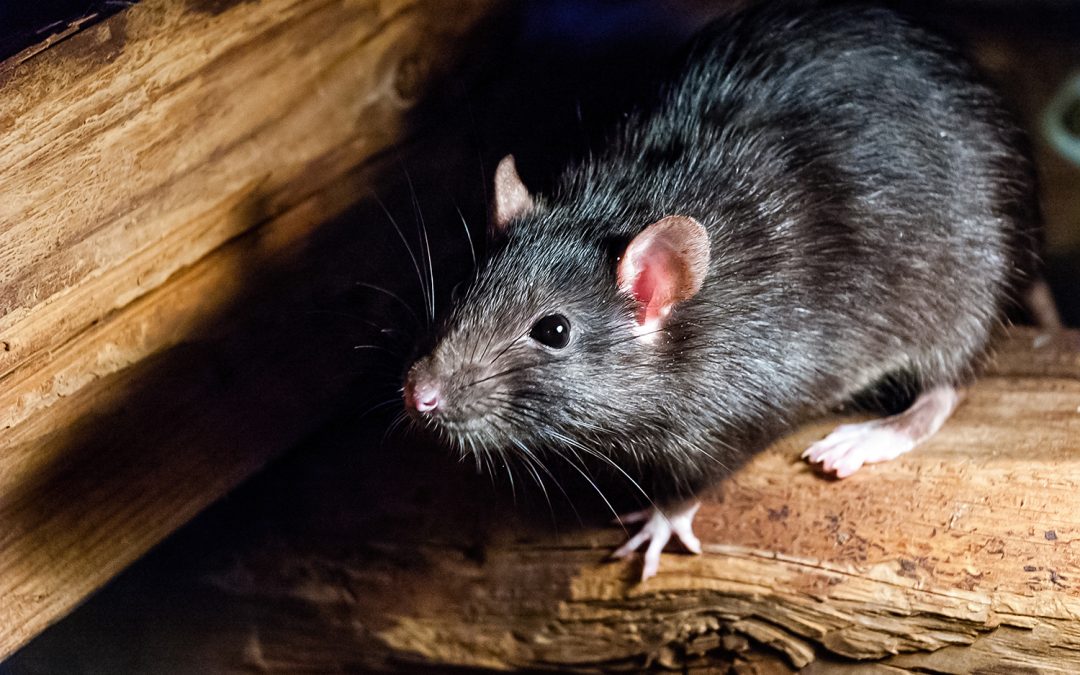 The 4 keys steps to Rats/Mice control you must know