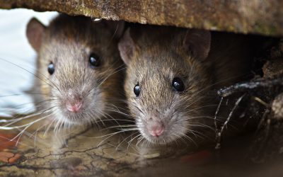 The top 5 ways to identify rodent damage in your house or business!
