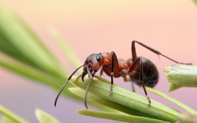 Four key steps to Ants pest control you must know