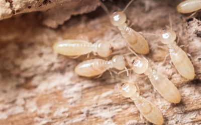Do you know the signs of a termite problem?