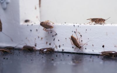 Are pests damaging your reputation?