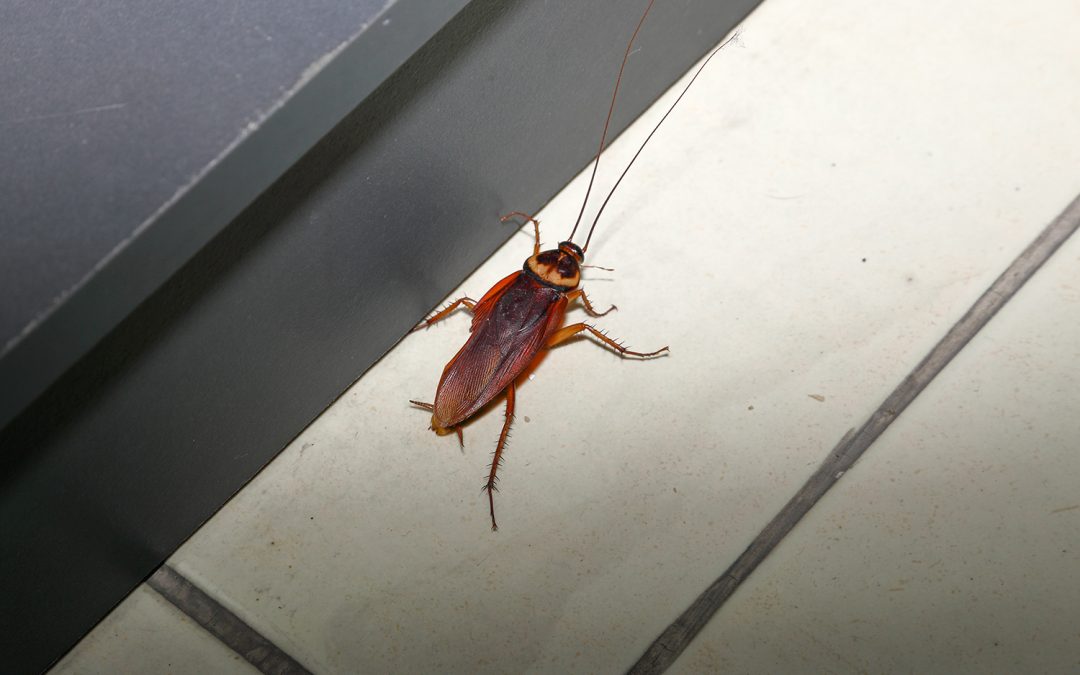 3 ways to improve your pest control results at work