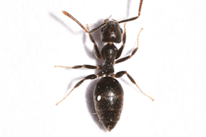 Best Ant Bait for White Footed Ants  2019 WFA Treatment Guide – Pest  Control Everything