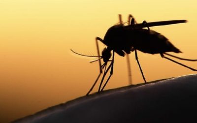 The benefits of vector control and the impact of vector-borne diseases